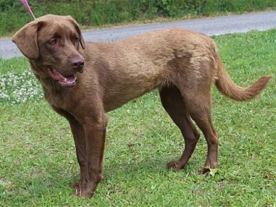 PAHS Pet of the Week is Riley! Well behaved and a Great Family Dog