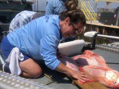 Ahead of Red Snapper Season: NOAA Fisheries and Partners Announce Improvements to Recreational Fishing Data Collection