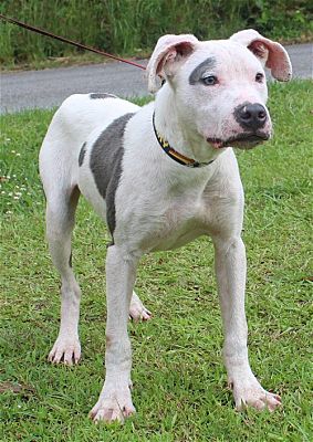 PAHS Pet of the Week: Meet Spot! Sweet Boy who loves playing with Canine Friends