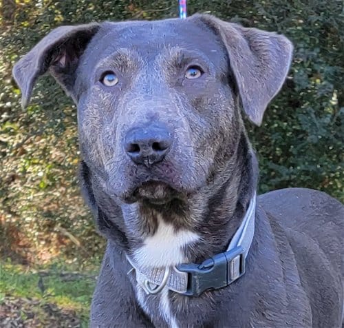 HSEC Pet of the Week: Meet Hank! Would make a GREAT hiking buddy with lots of energy