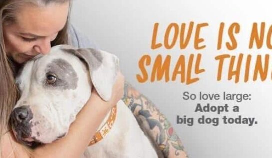 Animal Lovers Answer a Plea for Help from HSEC; Summer Means Many Take Ins but Few Adoptions