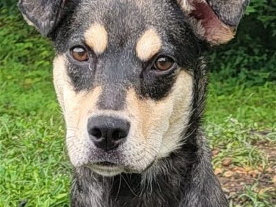 HSEC Pet of the Week: Meet Greta! Great with other Dogs