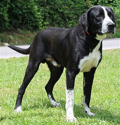 PAHS Pet of the Week is LJ; Handsome fellow and craves Kindness