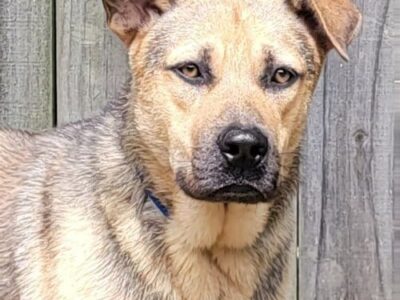 HSEC Pet of the Week is Theo! Fun loving and Happy Guy is waiting for Family