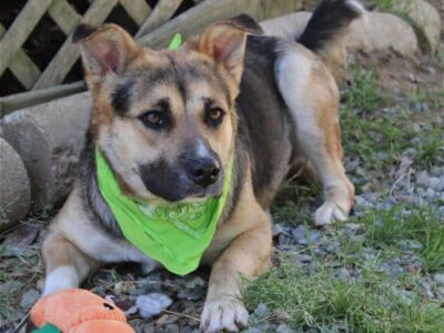 HSEC Pet of the week is April! Super Leash manners, Very Loving