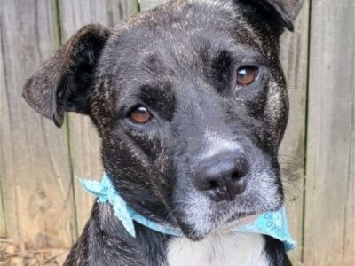 HSEC Pet of the Week is Cola! Incredibly Loving, Excels at playing Fetch