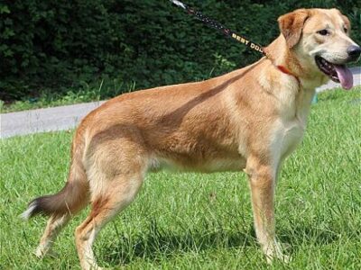 PAHS Pet of the Week is Gray; Very Sweet Guy with Laid Back Attitude