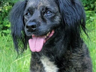 HSEC Pet of the Week is Jackson! A ‘Very Chill Fella’