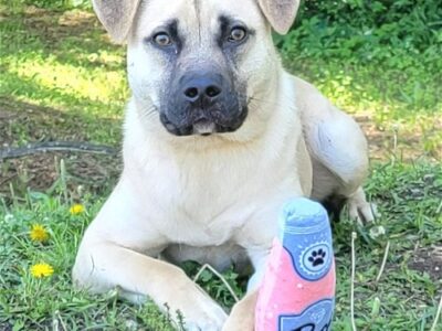HSEC Pet of the Week is Pugsley! Laid back, Great with other Dogs and loves Attention