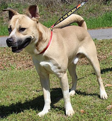 PAHS Pet of the Week is Raul! Good on a Leash and Loves Humans