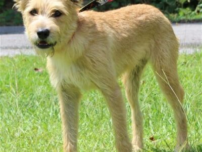 PAHS Pet of the Week is Shaggy! Will Thrive with Kindness!