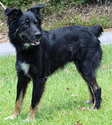 Meet Gus who is the PAHS Pet of the Week