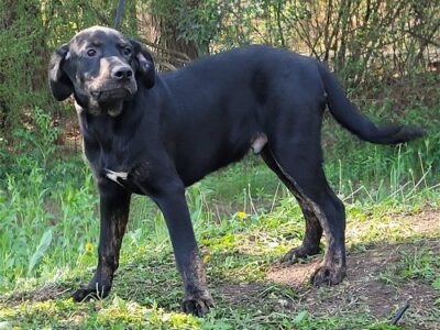 HSEC Pet of the Week: Meet Pope!