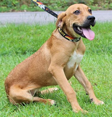 PAHS Pet of the Week is Lola! Lab mix came in as Stray