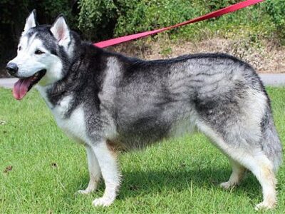 Autauga County Pet of the Week