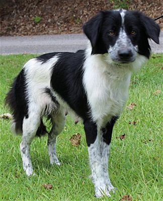 PAHS Pet of the Week is Callie! She is Active and Playful, with a lot of Energy