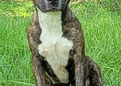 Pet of the Week-Humane Society of Elmore County