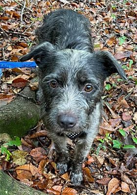 PAHS Pet of the Week is Annie! She loves everyone and is house trained, leash trained