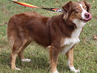 PAHS Pet of the Week is Belle; Beautiful Girl Good with Dogs, Children