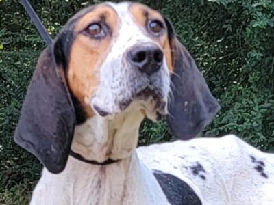 HSEC Pet of the Week: Meet Clementine the Tree Walker Coonhound