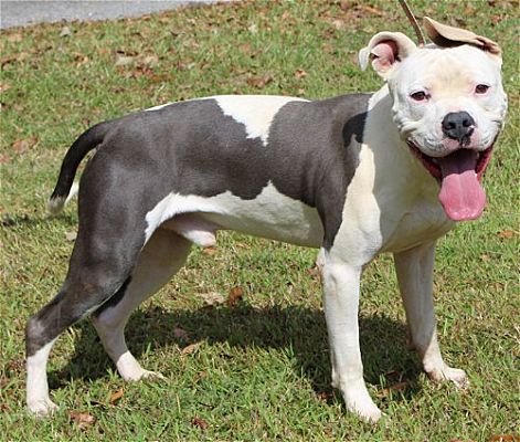 Lincoln is PAHS Pet of the Week; Handsome and Affection, Good with Dogs and Children