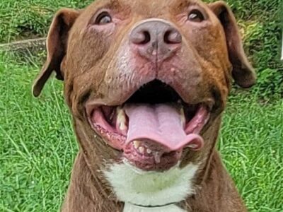 HSEC Pet of the Week is Rainey; Pit/Lab Female is Sweet at the Come