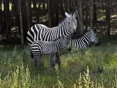 Alabama Safari Park is Seeing Double! Zebra foals welcomed for World Animal Day