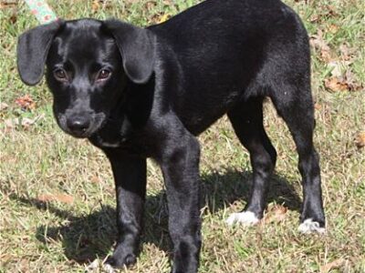 Meet Molly! She is the PAHS Pet of the Week, and quite a Beauty!