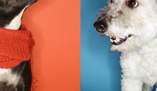 For the Love of Mutts: National Mutts Day is Dec. 2