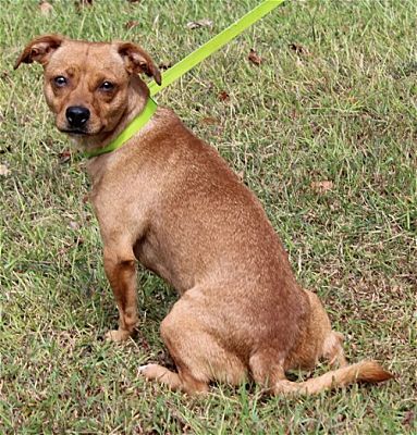 PAHS Pet of the Week is Zelda! She would Make a Great Companion, Best Friend