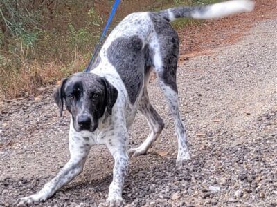 HSEC Pet of the Week is Kurt! Full of personality, he is Great with dogs and kids