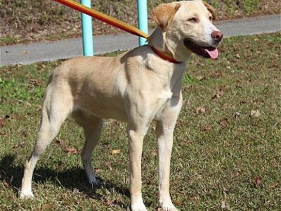 PAHS Pet of the Week is Penny! Beautiful Girl with Sweet Nature