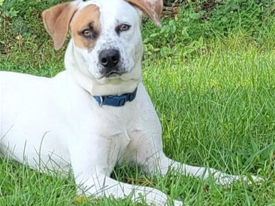 HSEC Pet of the Week is Petey! Friendly, Loves Attention