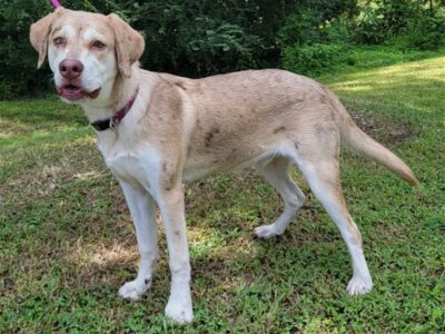 Ryder is the HSEC Pet of the Week! Super Dog with Lots of Energy