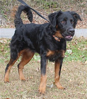 PAHS Pet of the Week is George! Handsome, active, playful and would love a Family