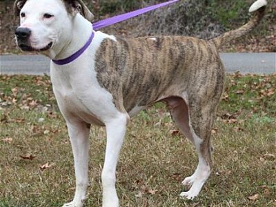 Meet Buck, the PAHS Pet of the Week