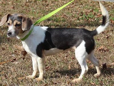 PAHS Pet of the Week: Ring in the New Year with Paige!