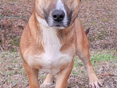 Noodle is up for Adoption at HSEC; Big bark and Big Fun