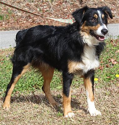 PAHS Pet of the Week is handsome Bobo!
