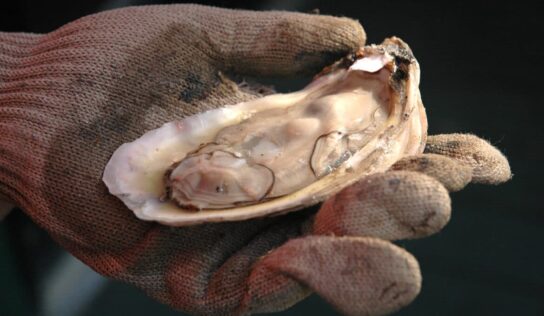 All Alabama Oyster Harvest Zones Close on January 19