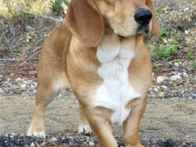 Copper is a Handsome fellow and the HSEC Pet of the Week