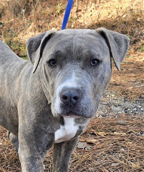 HSEC Pet of the Week is Echo! Goofy and loving, but afraid of Cats