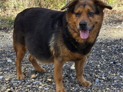 Griffie is a Chunky Lady, but very Sweet! She is waiting at HSEC’s shelter