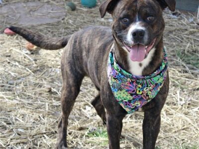 HSEC Pet of the Week is Huggy!