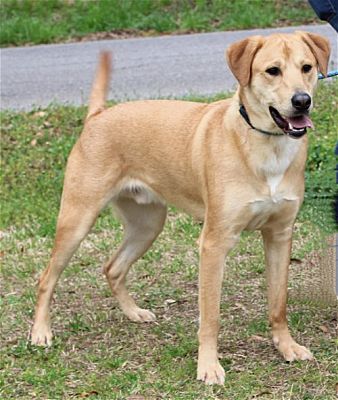 PAHS Pet of the Week: Meet Mario! Gorgeous, big fellow is waiting for Family