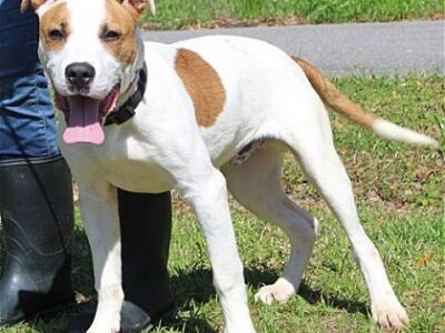 PAHS Pet of the Week is Joey!