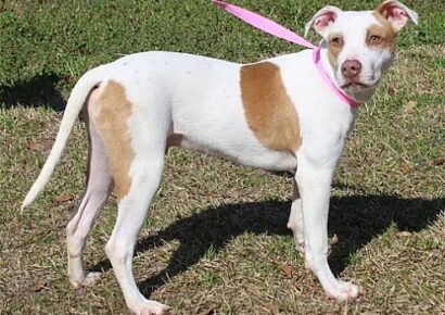 PAHS Pet of the Week is Billy! He would love an active family and outdoor adventures