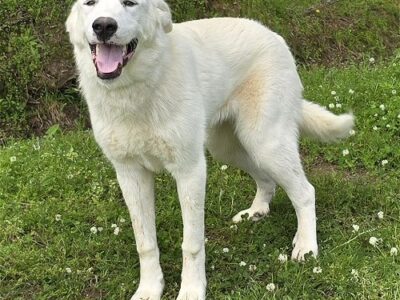 Meet Finley, the HSEC Pet of the Week! He is good with children, dogs and cats