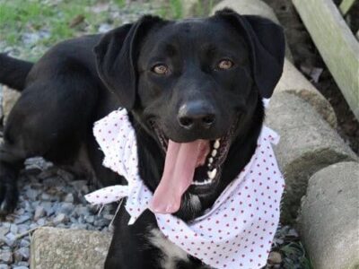 Humane Society of Elmore County Pet of the Week – Gunner