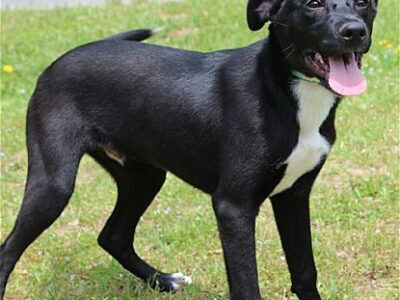 The PAHS Pet of the Week is Mateo! Adorable, loves Kids and other dogs